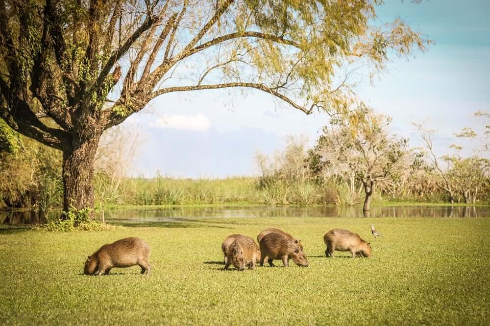 Carpinchos Эстерос дель Ибера